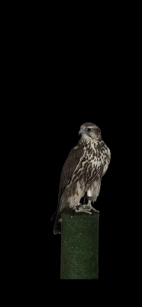 Falcoaria Real